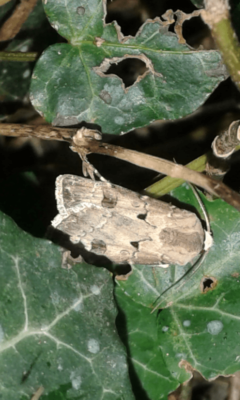 Agrotis exclamationis (Noctuidae)?